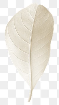 Closeup of white leaf design element