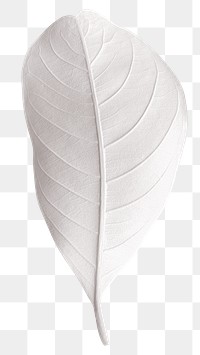 Closeup of white leaf design element