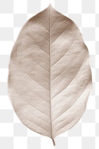 Closeup of leaf texture design element