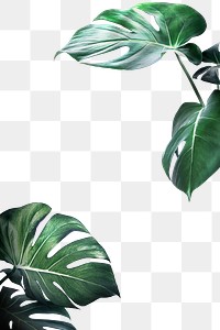 Green monstera leaves frame design element