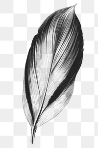 Dracaena Recina, succulent tropical leaf vintage illustration transparent png, remix from original artwork of Benjamin Fawcett.