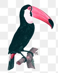 Toco toucan vintage illustration transparent png, remix from original artwork.