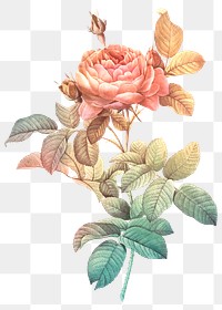Vintage rose illustration transparent png design remix from original artwork by Pierre-Joseph Redout&eacute;.
