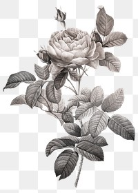 Gray rose vintage illustration transparent png design remix from original artwork by Pierre-Joseph Redout&eacute;.