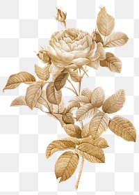 Golden rose vintage illustration transparent png design remix from original artwork by Pierre-Joseph Redout&eacute;.