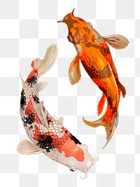 Two Japanese Koi fish swimming transparent png