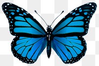 Vintage Common Blue butterfly illustration design element
