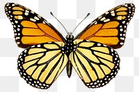 Vintage Monarch butterfly illustration design element 