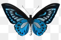 Vintage Common Blue butterfly illustration design element