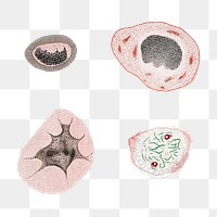 Vintage microscopic virus and bacteria illustration set transparent png