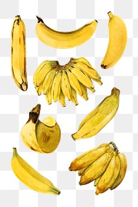 Hand drawn natural fresh yellow banana set