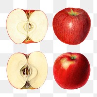 Hand drawn sliced red apples illustration