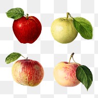 Hand drawn fresh apples illustration