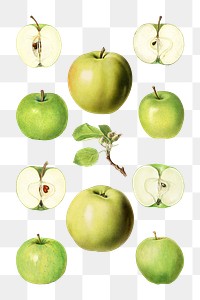 Hand drawn green apples illustration 