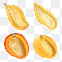 Hand drawn natural fresh mango illustration set