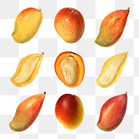 Hand drawn natural fresh mango collection