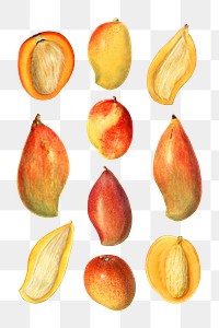 Hand drawn natural fresh mango illustration set