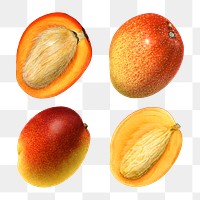 Hand drawn natural fresh mango illustration set