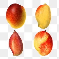 Hand drawn natural fresh mango illustration set