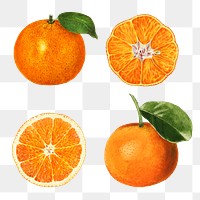 Hand drawn natural fresh oranges illustration
