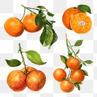 Hand drawn natural fresh oranges illustration