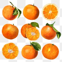 Hand drawn natural fresh oranges illustration