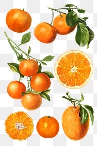 Hand drawn natural fresh oranges illustration