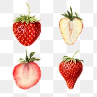 Hand drawn natural fresh strawberries illustration