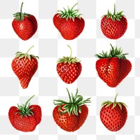 Hand drawn natural fresh strawberries illustration