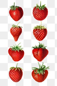 Hand drawn natural fresh strawberries illustration