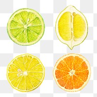 Hand drawn natural fresh mixed citrus set