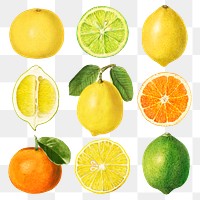 Hand drawn natural fresh mixed citrus collection