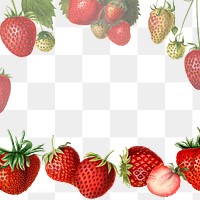 Hand drawn natural fresh strawberries frame illustration