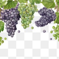 Hand drawn natural fresh grape frame