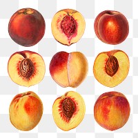 Hand drawn natural fresh peaches collection