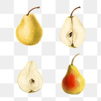 Hand drawn natural fresh pear set