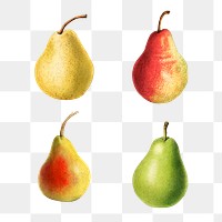 Hand drawn natural fresh pear set