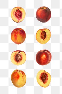 Hand drawn natural fresh peaches collection