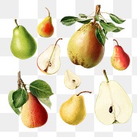 Hand drawn natural fresh pear set