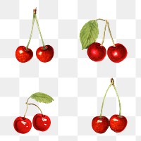 Hand drawn natural fresh red cherry set