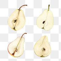 Hand drawn natural fresh pear set