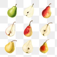 Hand drawn natural fresh pear collection