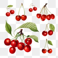 Hand drawn natural fresh red cherry set