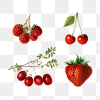 Detailed mixed berry drawings set