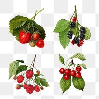 Detailed mixed berry drawings set