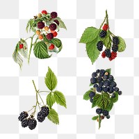 Detailed mixed berry drawings set