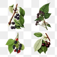 Detailed mixed berry drawings set