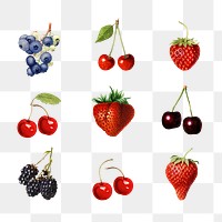 Detailed mixed berry drawings set