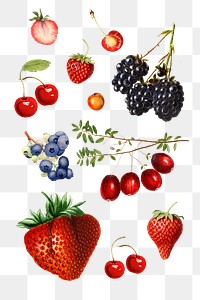 Detailed mixed berry drawings set