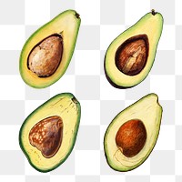 Hand drawn natural fresh avocado set